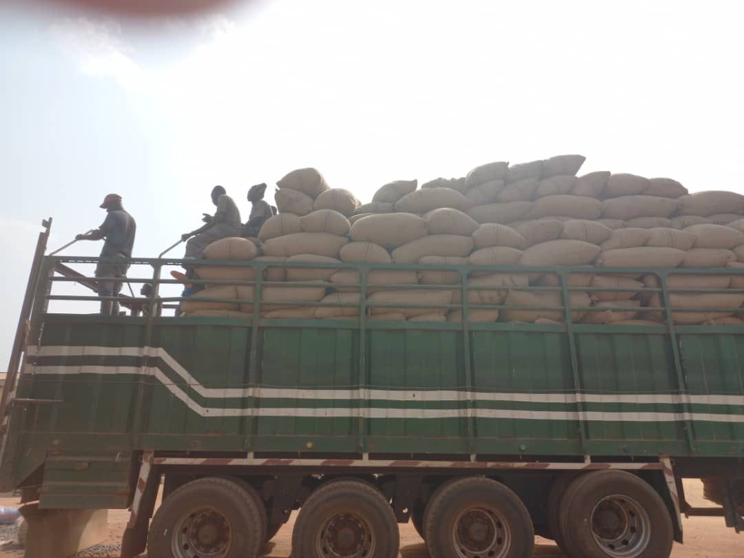 Cashew nuts ready for movement